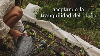 Antes de que sea demasiado tarde... Plantar el huerto de otoño y plagas frecuentes