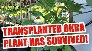 Transplanted Okra Survives | The Rooftop Gardener