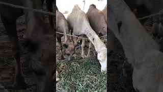 #camel #youtubeshorts #camells #animals #youtubevideos #ytshorts