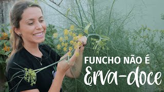 Diferença entre FUNCHO e ERVA-DOCE | Benefícios do FUNCHO