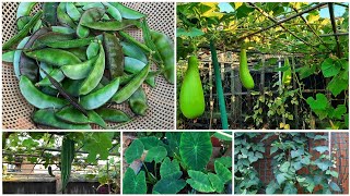 Harvesting Bangladeshi Uri(hyacinth beans) || Shokher Bagan 2022 || Garden Update