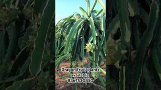 Dragon fruit plants are available #farmin #shorts #dragonfruitfarming