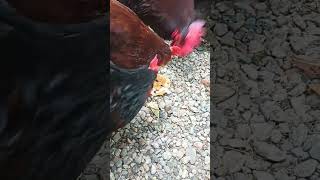 Chickens Fight Over Blueberry Pancake