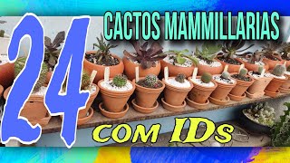 24 Mammillarias, identificadas pra vcs.. Atualização......