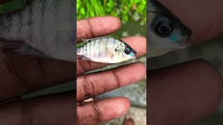 I help the fish home😱🐬#shortvideo #fishing #fishingtutorial