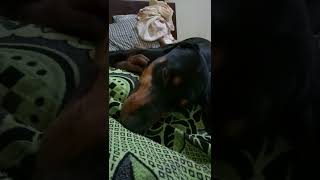 Doberman / Sleeping Mode 😁😴😴😴 l💞ve Cooper 💕