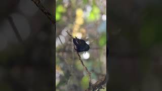 Hummingbird video part 2 #animals #nature #wildlife #birds #shorts