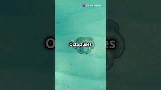 facts behind octopus three heart #facts #octopus #shorts