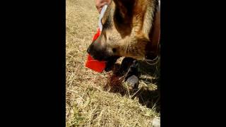 Vaso para perro