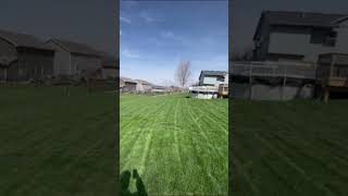 LAWN MOWING STRIPES | #lawncare #lawn #lawncarebusiness #yardcare #lawnmowingbusiness #comedy