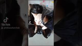 Котики. funny_cat/Kitty#shorts