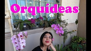 Festival de las orquídeas en mi casa| Todo sobre sus cuidados