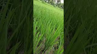 Green field 💚 #nature #ytshorts #music #melody #classic #youtubeshorts #greenery #peace #calm