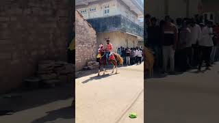 kanudo hendva halo re... || kathiyawadi  Horse ni mojj.#kathiyavadihorse #subscribe