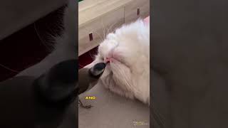 Grooming Extravaganza From Nostrils to Tail 🐦🐱✨ #viral #shortvideo #animals