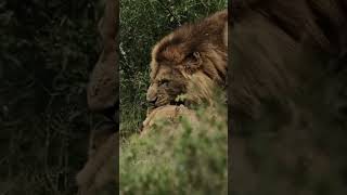 Lions caught in the act. See the full video for more!