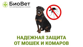 Как защитить свою собаку от мошек и комаров?