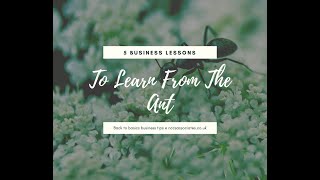 5 Business Lessons We Can Learn From The Ant