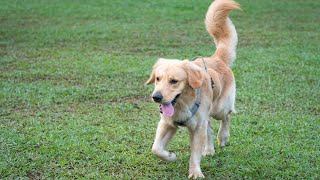 Golden Retrievers are High Maintenance-Do They Require a Lot of Care?