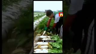 🥕#farming #vegestables #gardening #satisfying #youtubeshorts 🥕😱😱👈