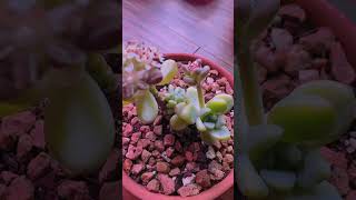 #shorts #viral #shortvideo #shortsviral #shortsfeed #succulents #succulentlover #trending #texas