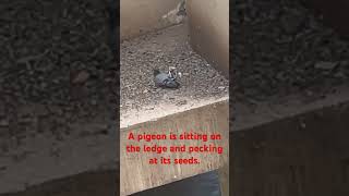 Where is the pigeon sitting and what is it doing?