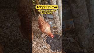 Uji Coba Ayam dikasih magot..  #beternakayam #farming #farmlife #sjamfarm #sjamfamily #ternakayam