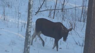 Домашний лось. Видео-охота на лосенка