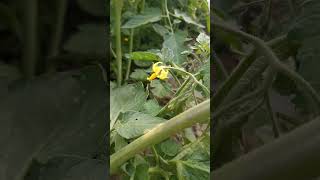 Fresh Tomato#shorts#youtube #shortvideo