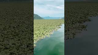 Скадарское озеро. Бескрайние поля водяного ореха. Черногория.