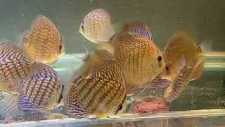 Discus Fish Tank - DİSCUS AKVARYUMUM