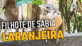 FILHOTE DE SABIÁ LARANJEIRA!!! #aves