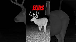 Elvis, my 2024 target mule deer #hunting #muledeer #shorts