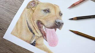 How to draw a realistic DOG! Pet portrait tutorial and REAL TIME nose tutorial