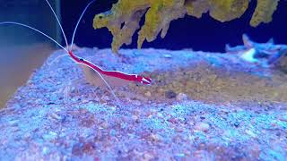 Reef Tank Update: "Coral Makin Cepat Beranak"