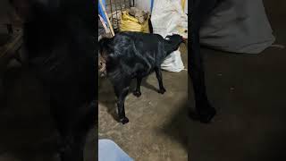 Zanwar  Bhi Andhere Se Drte Hai 😳|Entertainment Videos| Animal Lover| Animal Vlog Video| Animal