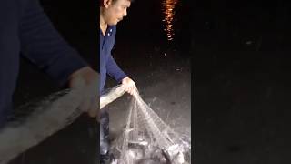 Nakakamangha sa sobrang dami ang mga Isda Sa ilog ng taiwan #castnetfishing