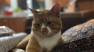 #Sucks #cat #cute #funnyvideo #funycat #funny#catlovers #crazy #catholic #catvideo #backflip #ginger