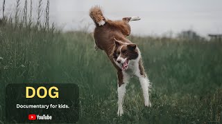 Dog - A short Documentary for Kids  | All About Dog for Kids: Dog facts for Kids