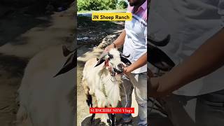 BAKRID 2024 | Goats delivery| Full video out now! | Don't miss it | #goat #sheep #chennai #india