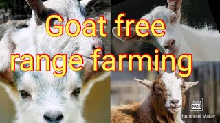 goat free range farming | goat farming video | farming animal videos | bakhrio ka farm