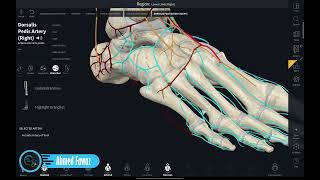 أوعية الطرف السفلي | الشريان الظنبوبي الأمامي وشريان ظهر القدم