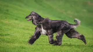 The Afghan Hound: Journeying into the World of this Exquisite Canine | All about Afghan Hound