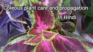 Coleous plant care tips and propagation