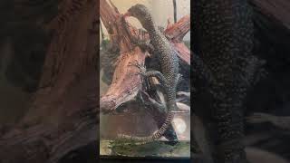 Mangrove monitor eating a RAT!!!