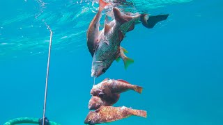 The Hurricane Didn't Bring Much Fish For Me To Shoot This Time