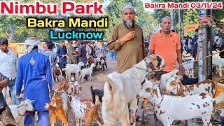 Nimbu park bakra mandi Lucknow 03/11/24 Live Update |Lucknow Bakra Mandi Latest Video |Bakra Mandi