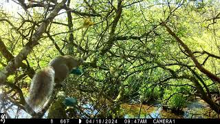 IMG 0067 Two J's Field Wildlife Camera Shots Set In Magical Cornwall.