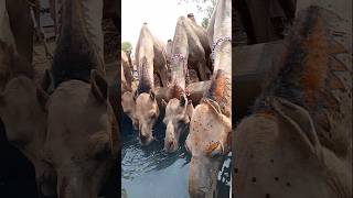 الإبل الصغيرة الجميلة والمكللة تشرب الماء #ytshorts #camellove #camelfarm #camelculture #viralshorts