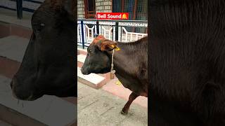 Cow has an Amazing bell 🔔 #shorts #viral #trending #cow #bellsound